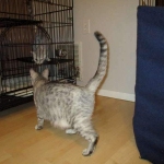 Crystal, F-6A savannah, female