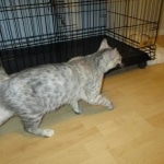 Crystal, F-6A savannah, female