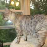 Crystal, F-6A savannah, female