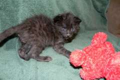 Digit F-2B Savannah Male Dark Smoke DOB 3-24-15