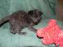 Digit F-2B Savannah Male Dark Smoke DOB 3-24-15