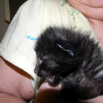 F-2B Dark Smoke, Savannah Male DOB 3-24-15