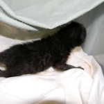 F-2B Dark Smoke, Savannah Male DOB 3-24-15