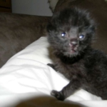 F-2B Dark Smoke, Savannah Male DOB 3-24-15
