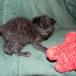 F-2B Dark Smoke, Savannah Male DOB 3-24-15