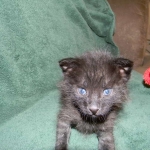 F-2B Dark Smoke, Savannah Male DOB 3-24-15