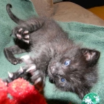 F-2B Dark Smoke, Savannah Male DOB 3-24-15