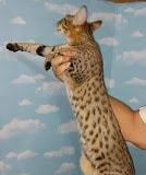 Easttnsavannahs Magi of Bellehollow 