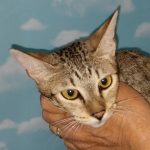 Savannah female Magi DOB 6-5-19