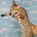 Savannah female Magi DOB 6-5-19