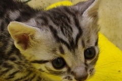 Egyptian Mau Kitten Male#2 DOB 12-21-24
