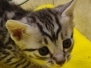 Egyptian Mau Kitten Male#2 DOB 12-21-24