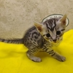 Silver-male-2-kitten-Mau