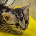 Silver-male-2-kitten-Mau