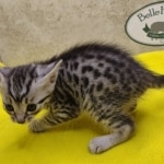 Silver-male-2-kitten-Mau