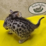 Silver-male-2-kitten-Mau