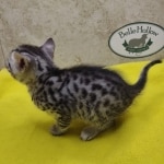 Silver-male-2-kitten-Mau