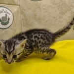 Silver-male-2-kitten-Mau