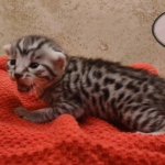 Silver-male-2-kitten-Mau-a