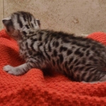 Silver-male-2-kitten-Mau-b