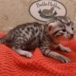 Silver-male-2-kitten-Mau-c