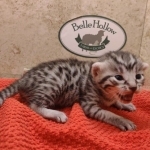 Silver-male-2-kitten-Mau-d