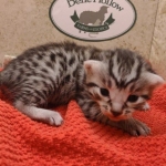 Silver-male-2-kitten-Mau-f