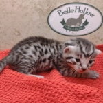 Silver-male-2-kitten-Mau-g