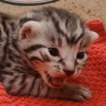 Silver-male-2-kitten-Mau-h