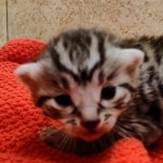 Silver-male-2-kitten-Mau