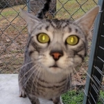 Mau, Silver Male, DOB 4/13/18