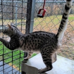Mau, Silver Male, DOB 4/13/18