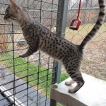 Mau, Silver Male, DOB 4/13/18