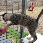 Mau, Silver Male, DOB 4/13/18