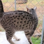 Mau, Silver Male, DOB 4/13/18