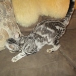 Egyptian Mau, Marble, silver, DOB 4-28-17