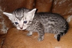 Luke, Egyptian Male Siver Male#2 DOB 10/22/20