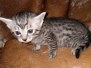 Luke, Egyptian Male Siver Male#2 DOB 10/22/20