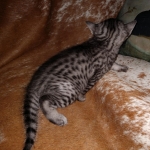 Mau, silver, male DOB 10-23-20