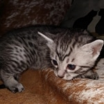 Mau, silver, male DOB 10-23-20