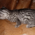 Mau, silver, male DOB 10-23-20