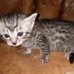 Mau, silver, male DOB 10-23-20