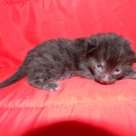 Egyptian Mau, Black on Black DOB 11-11-15