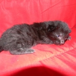 Egyptian Mau, Black on Black DOB 11-11-15