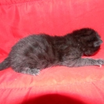 Egyptian Mau, Black on Black DOB 11-11-15