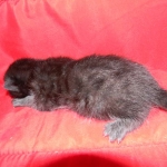 Egyptian Mau, Black on Black DOB 11-11-15