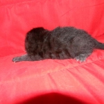 Egyptian Mau, Black on Black DOB 11-11-15