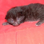 Egyptian Mau, Black on Black DOB 11-11-15