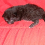 Egyptian Mau, Black on Black DOB 11-11-15