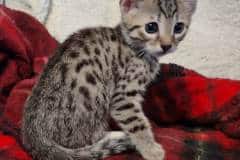 Tomo Egyptian Mau Bonze Male #3 DOB 8-10-21
